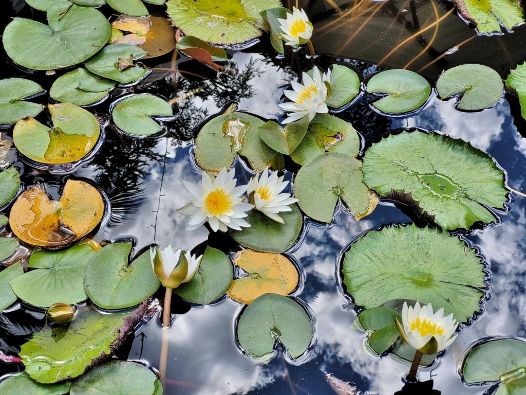 Foto: Castillo de los Condes de Oropesa - Jarandilla de la Vera (Cáceres), España