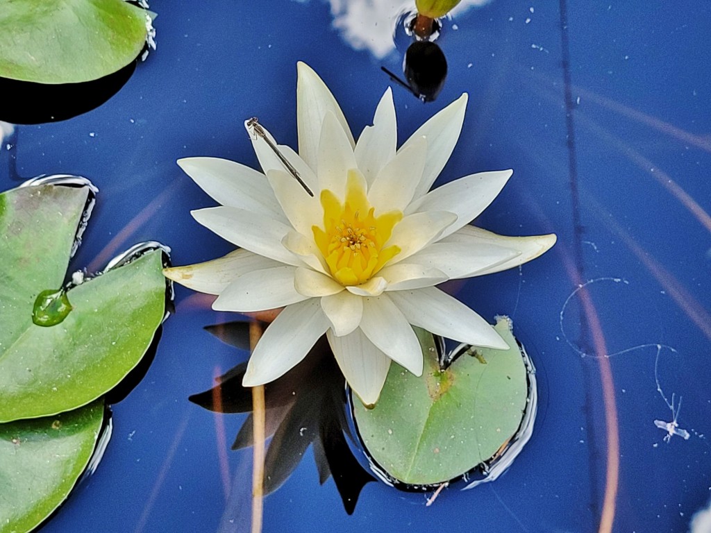 Foto: Castillo de los Condes de Oropesa - Jarandilla de la Vera (Cáceres), España