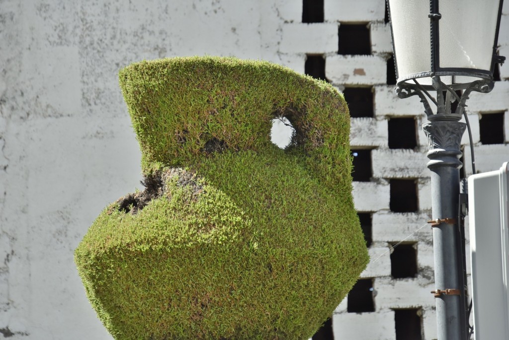 Foto: Arte vegetal - Losar de la Vera (Cáceres), España