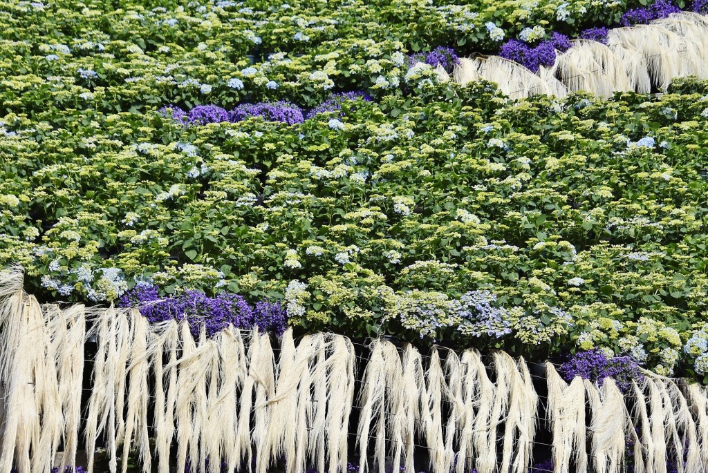 Foto: Tiempo de flores 2022 - Girona (Cataluña), España