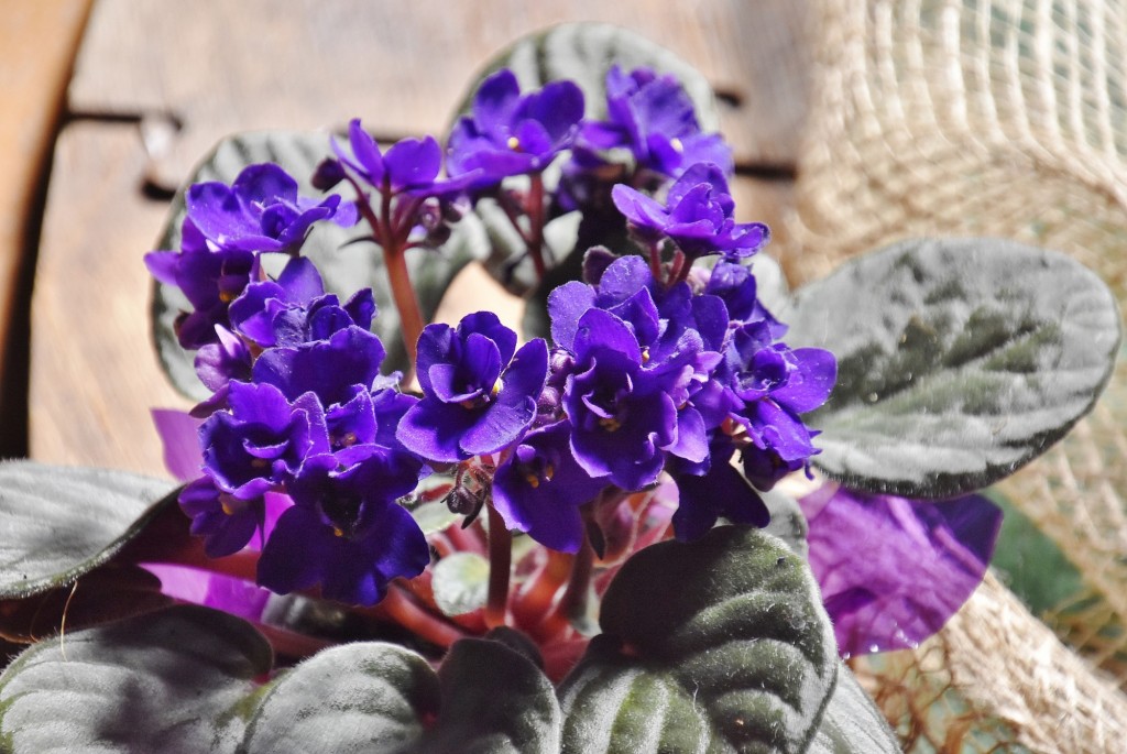 Foto: Tiempo de flores 2022 - Girona (Cataluña), España