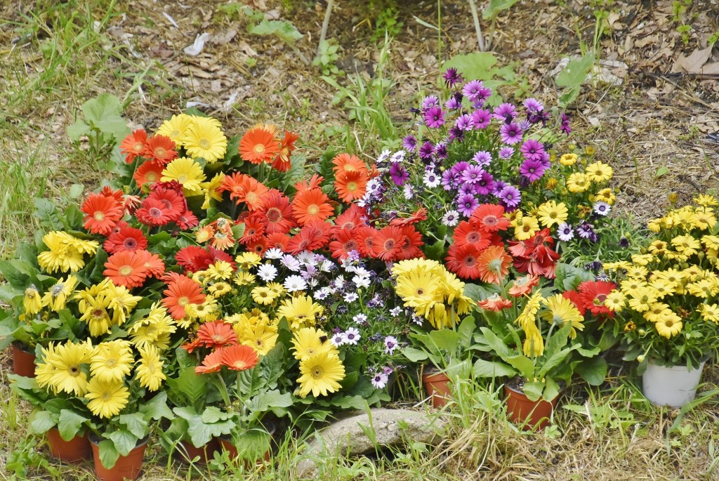 Foto: Tiempo de flores 2022 - Girona (Cataluña), España