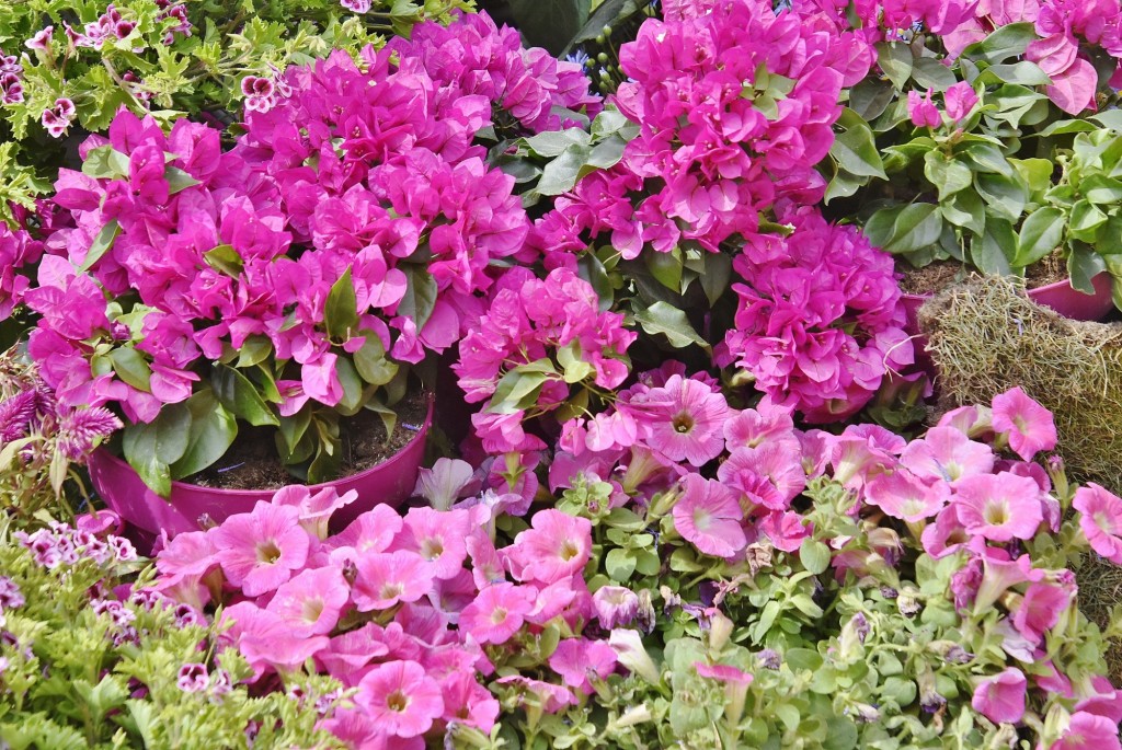 Foto: Tiempo de flores 2022 - Girona (Cataluña), España