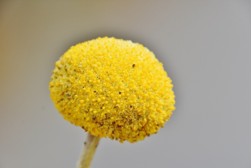 Foto: Tiempo de flores 2022 - Girona (Cataluña), España