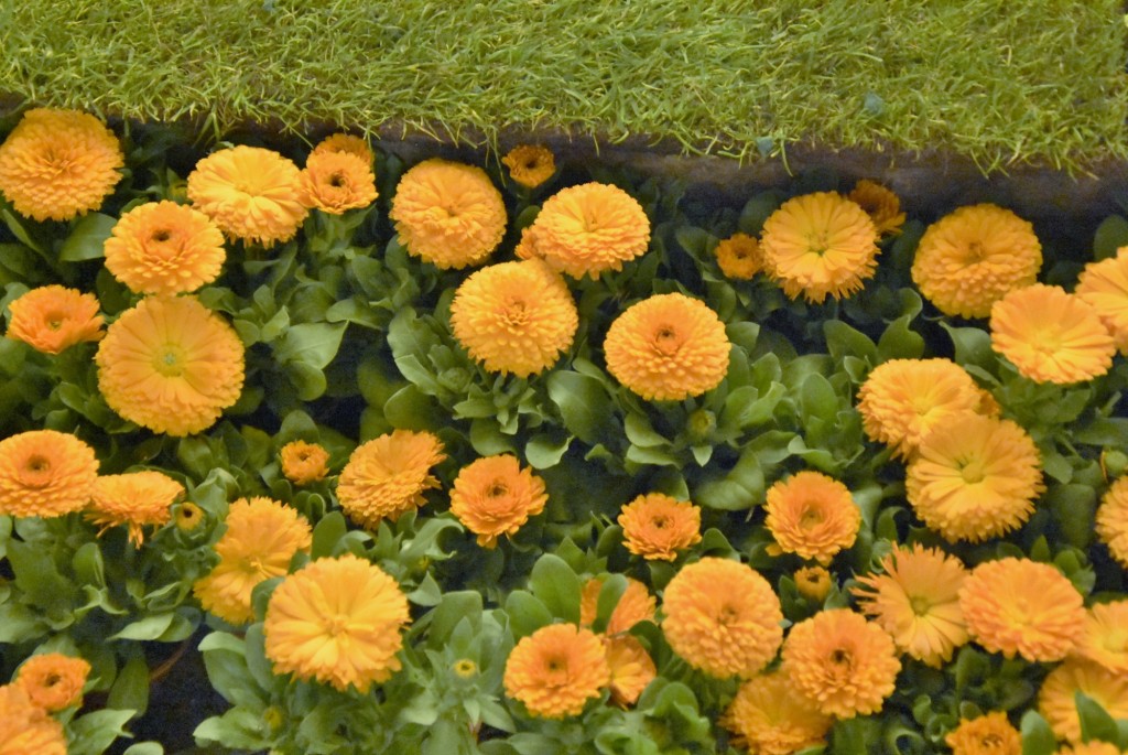 Foto: Tiempo de flores 2022 - Girona (Cataluña), España