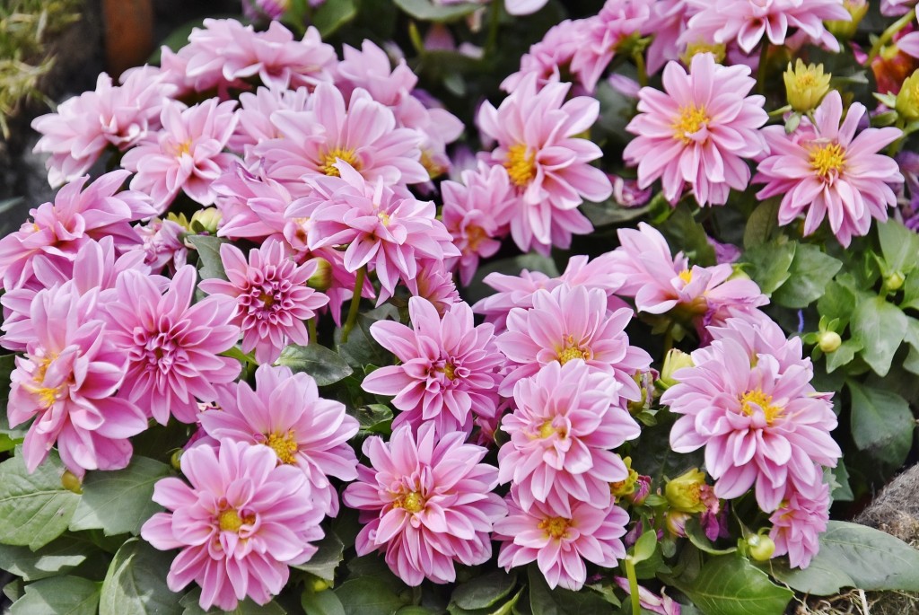 Foto: Tiempo de flores 2022 - Girona (Cataluña), España