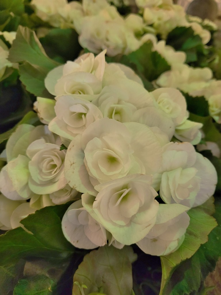 Foto: Tiempo de flores 2022 - Girona (Cataluña), España