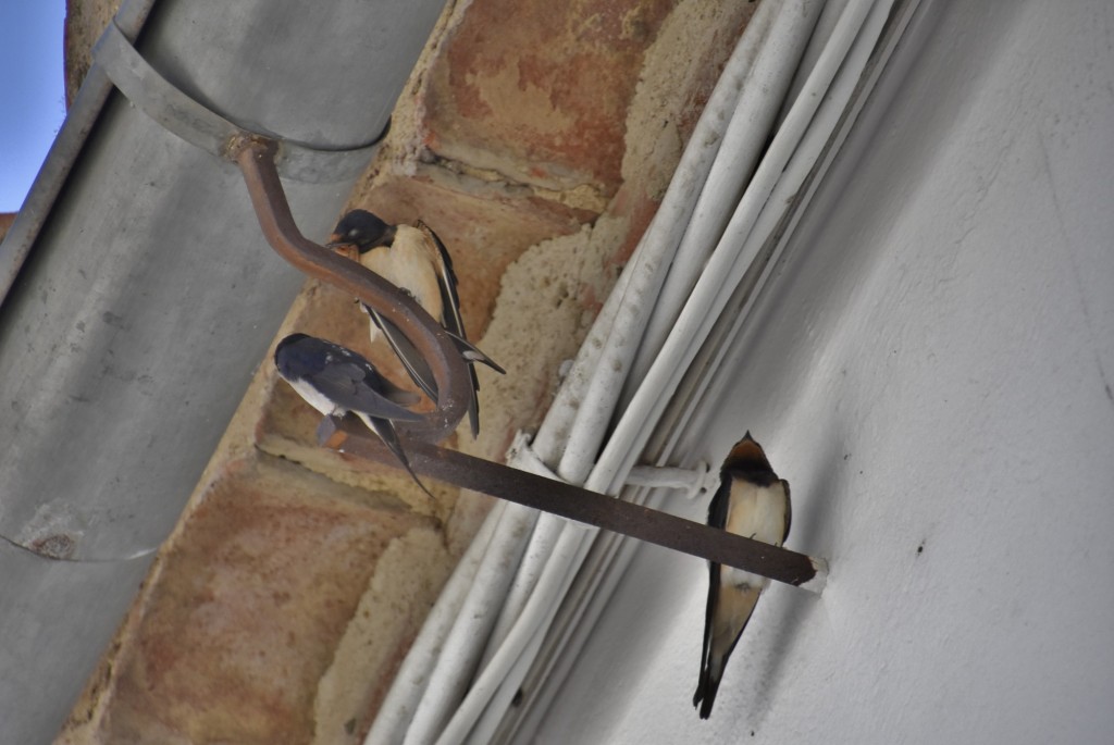 Foto: Golondrinas - Trujillo (Cáceres), España