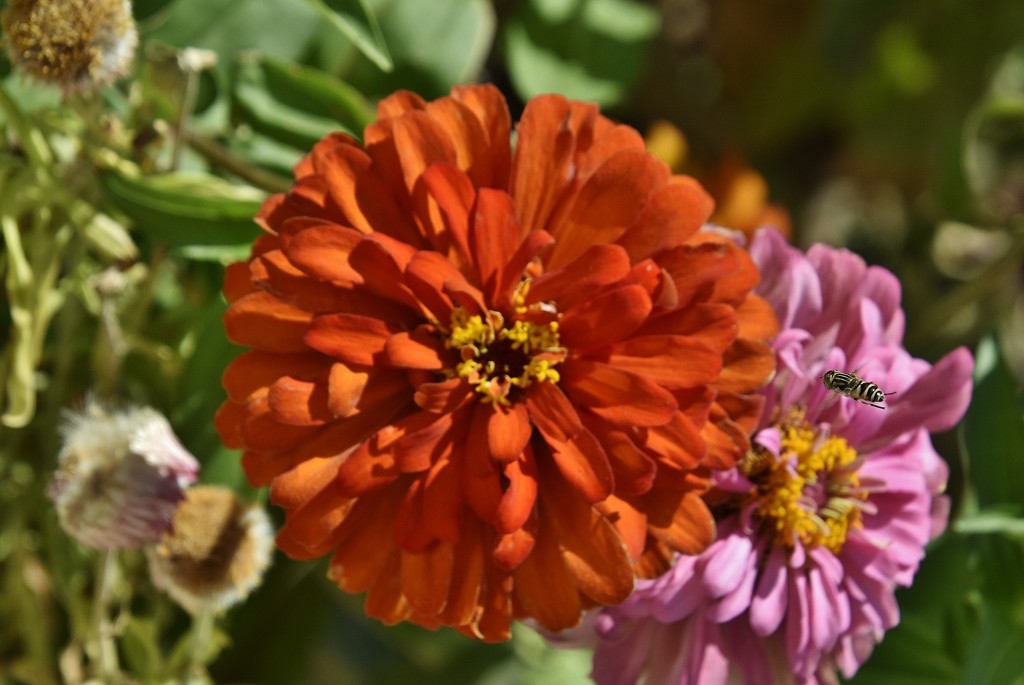 Foto: Un poco de color - Galisteo (Cáceres), España