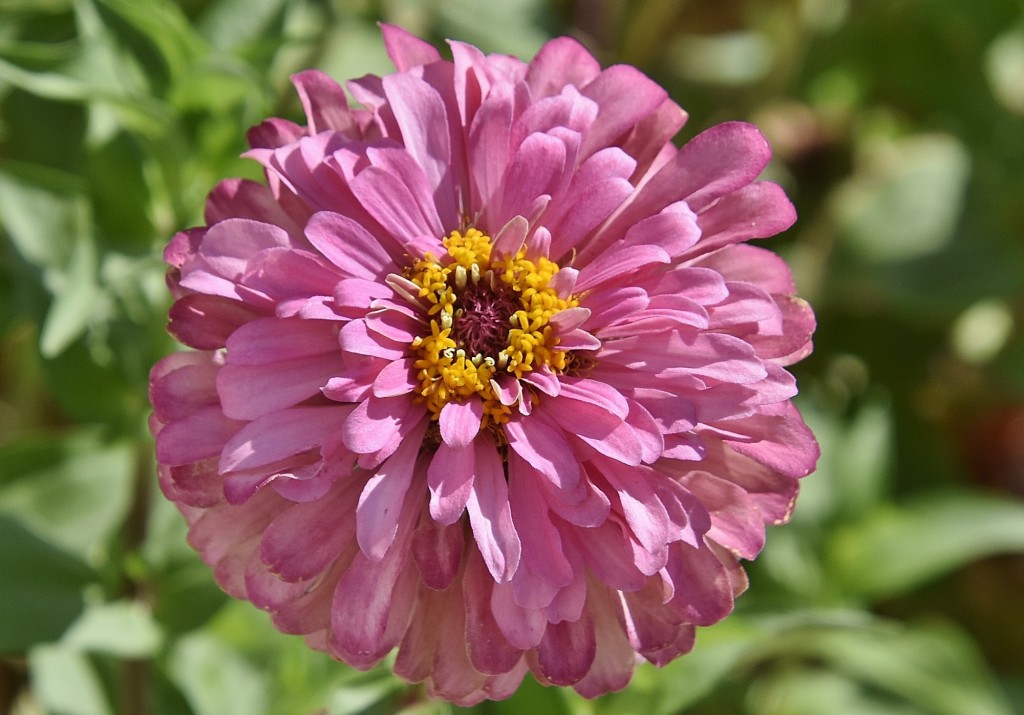 Foto: Un poco de color - Galisteo (Cáceres), España