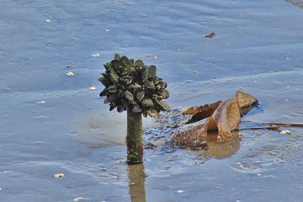 Foto: Marea baja - Corcubión (A Coruña), España