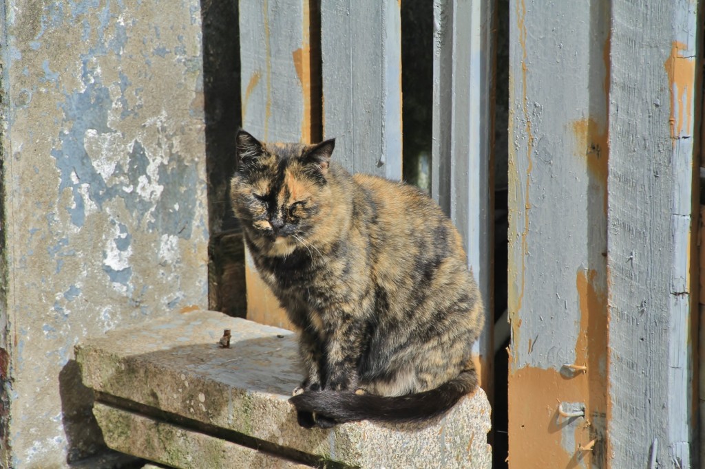 Foto: Gatito - Finisterre (A Coruña), España