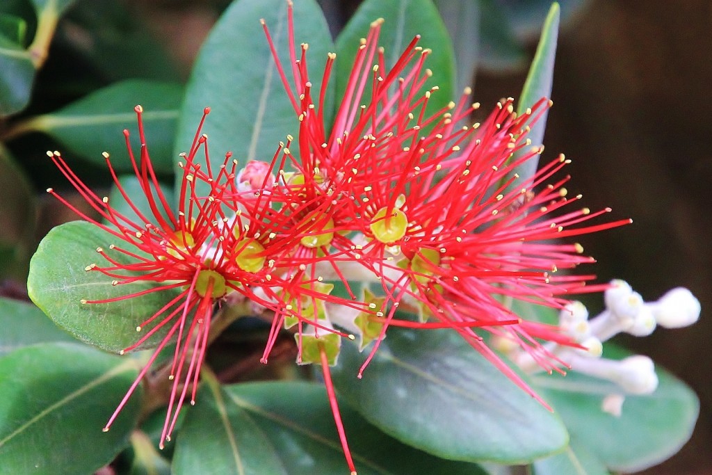 Foto: Flor - Finisterre (A Coruña), España