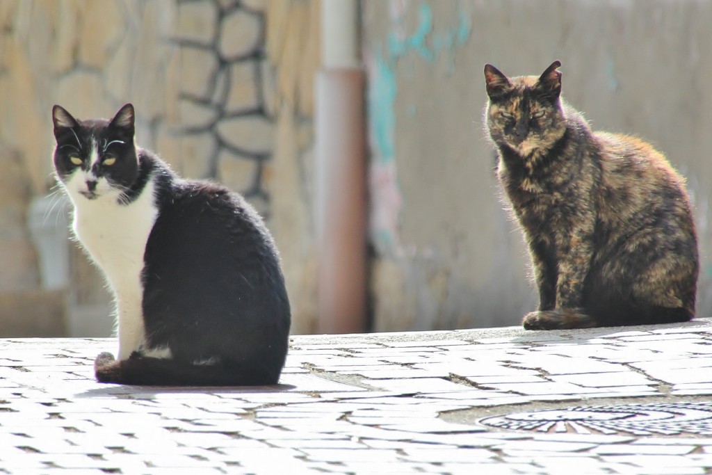 Foto: Gatitos - Finisterre (A Coruña), España
