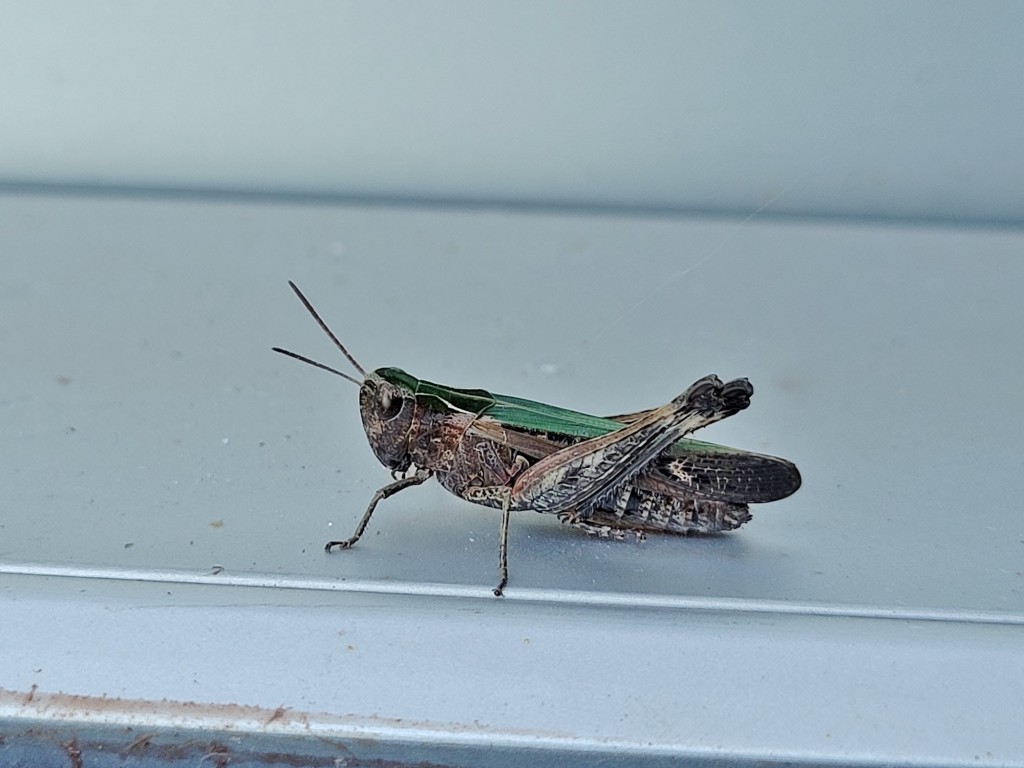 Foto: Bichito - Muxía (A Coruña), España