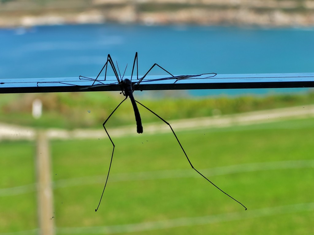 Foto: Bichito - Muxía (A Coruña), España