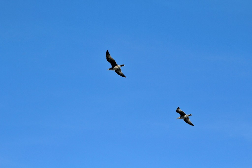 Foto: Aves - Muxía (A Coruña), España