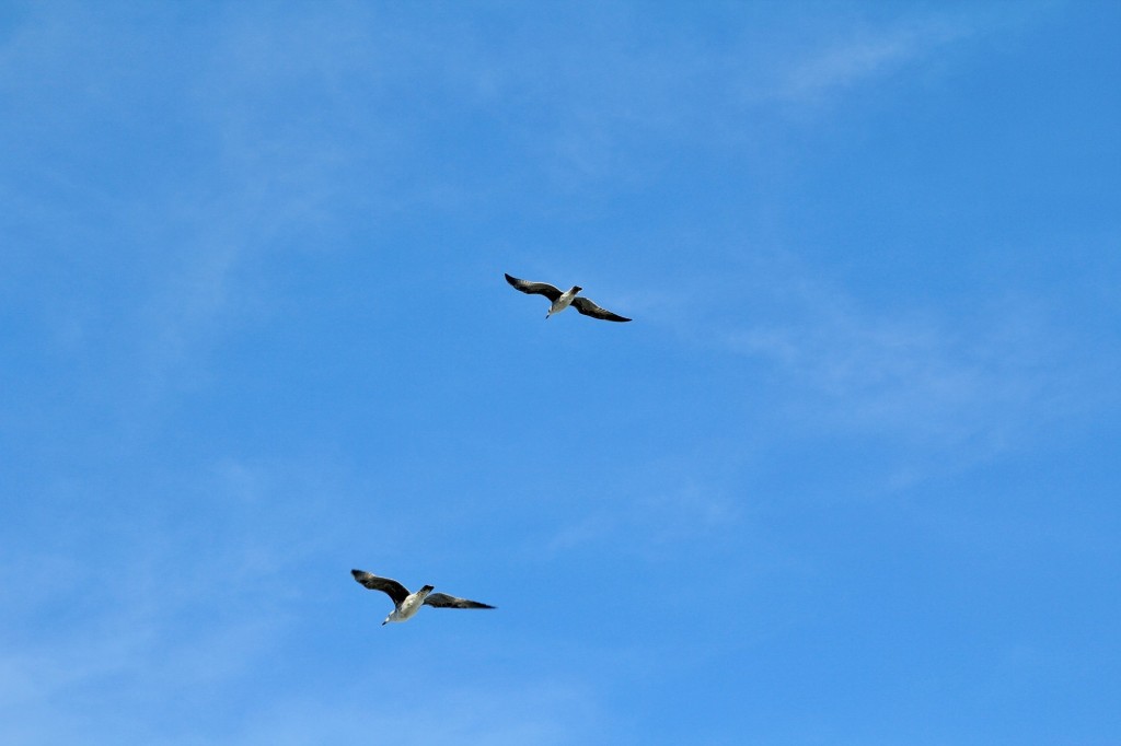 Foto: Aves - Muxía (A Coruña), España
