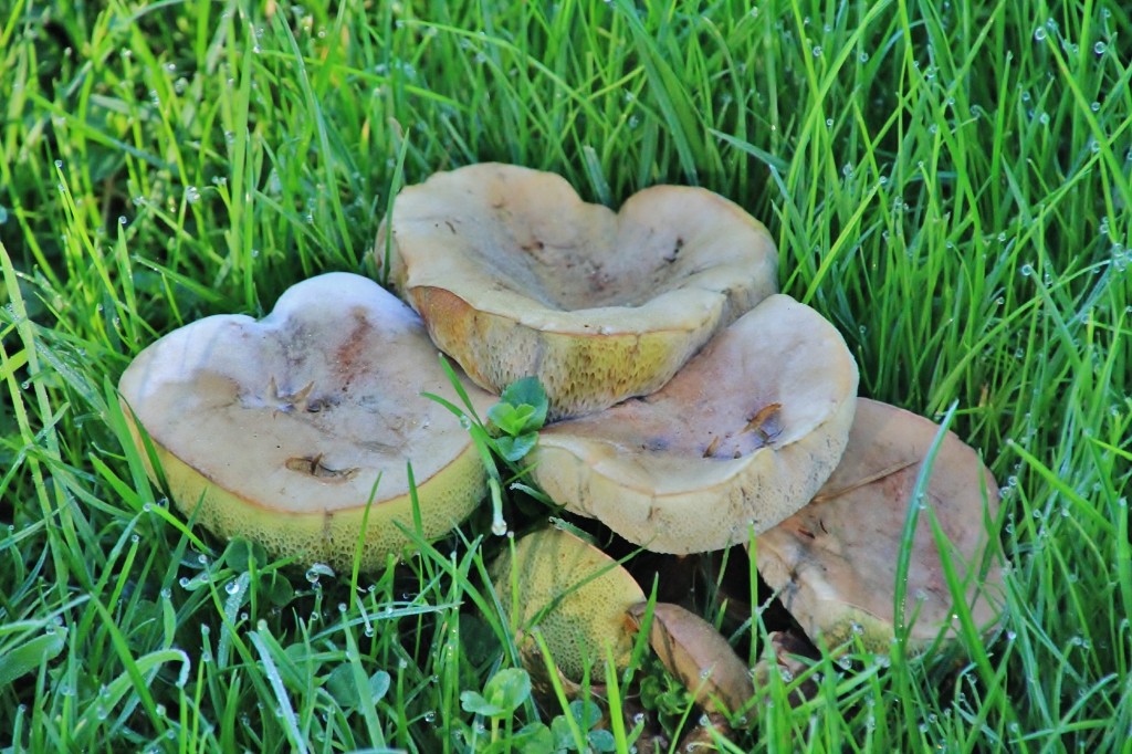 Foto: Setas - Sobrado (A Coruña), España