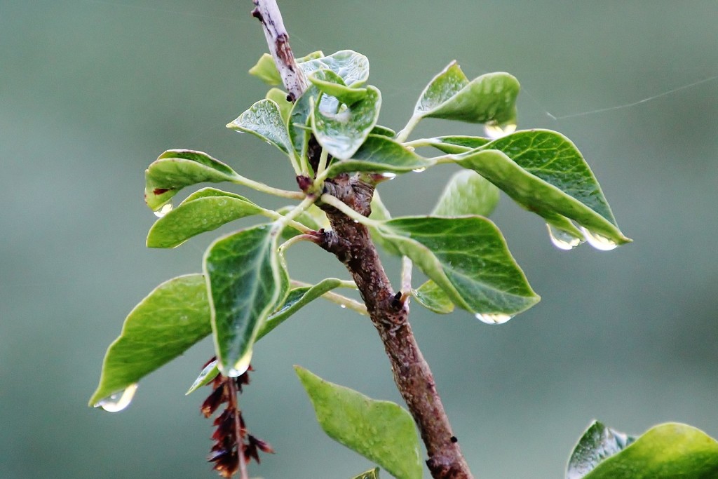 Foto: Rocío - Sobrado (A Coruña), España