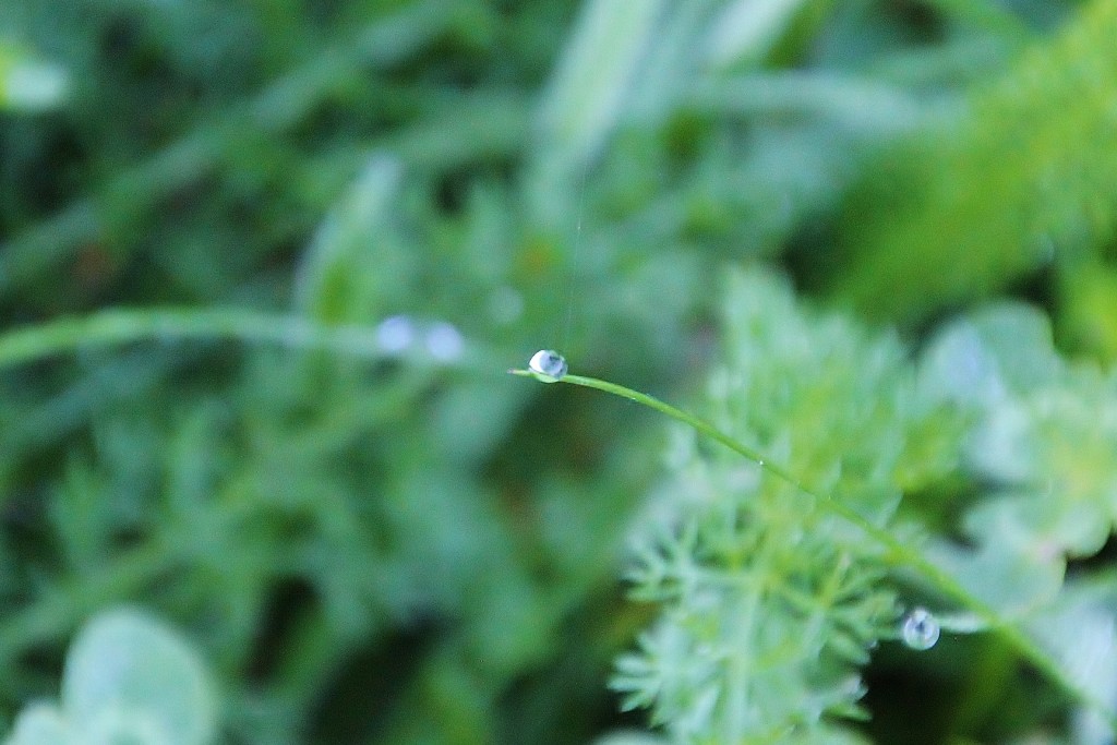 Foto: Rocío - Sobrado (A Coruña), España