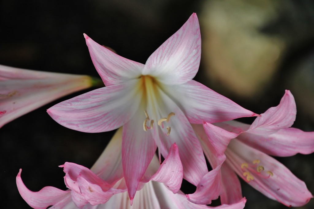 Foto: Flor - El Ferrol (A Coruña), España