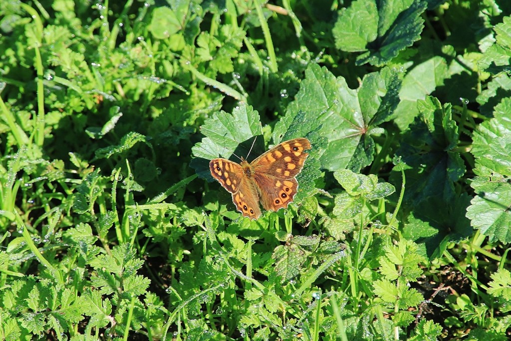 Foto: Mariposa - Sobrado (A Coruña), España
