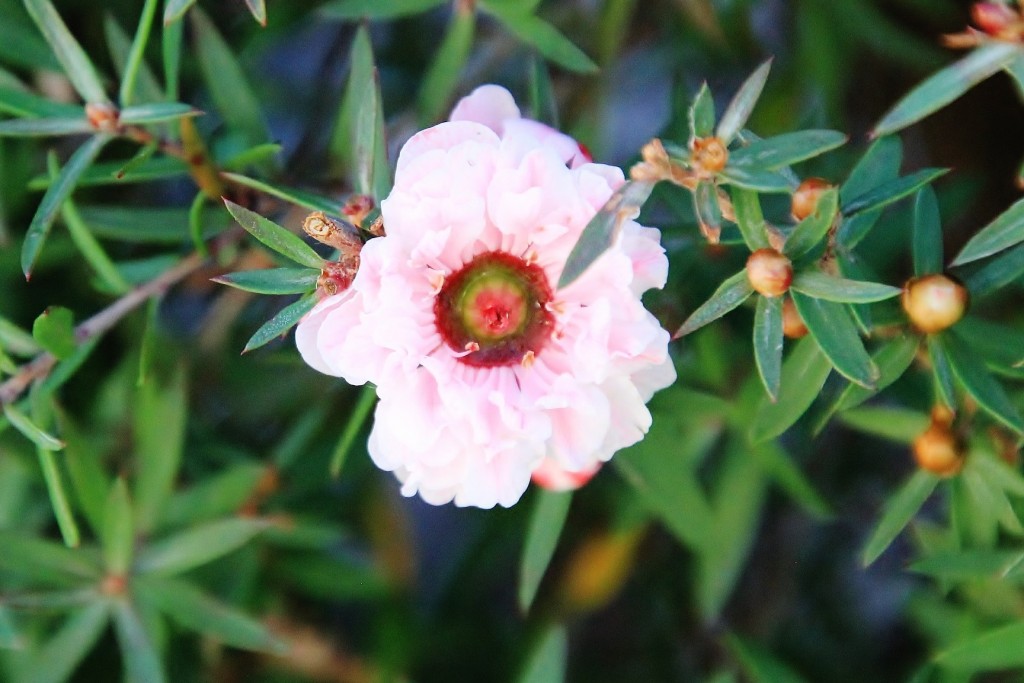 Foto: Flor - Sada (A Coruña), España