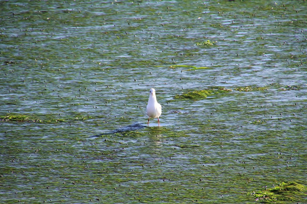 Foto: Playa - Sada (A Coruña), España