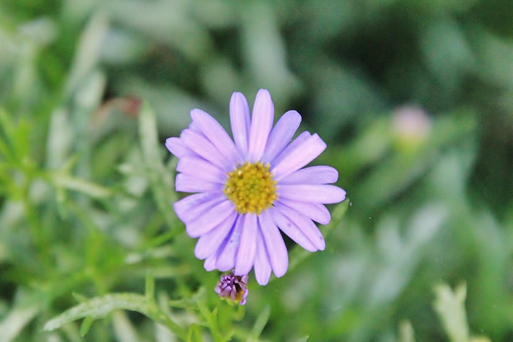 Foto: Flor - Betanzos (A Coruña), España