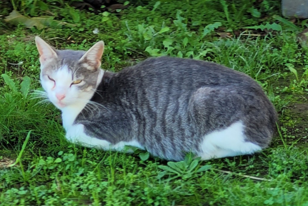 Foto: Gatito - Pontedeume (A Coruña), España
