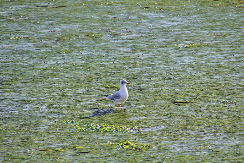 Foto: Playa - Sada (A Coruña), España
