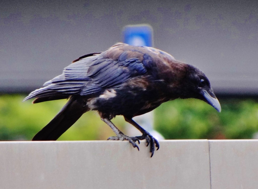 Foto: Rabe - Hamburg (Hamburg City), Alemania