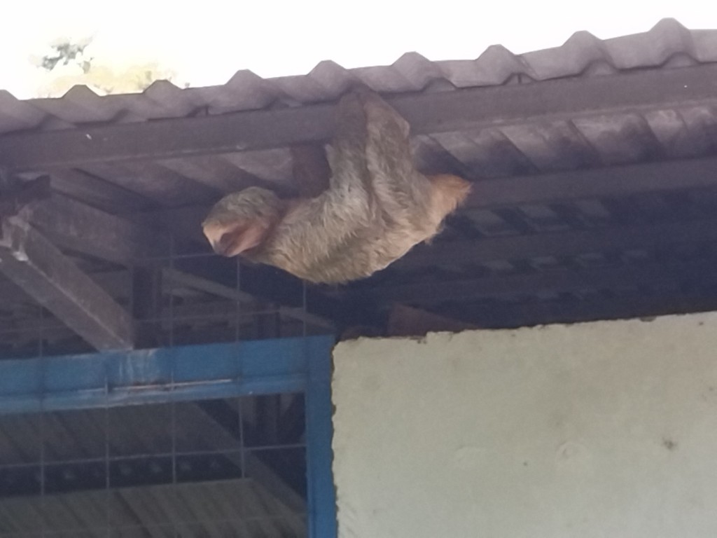 Foto de Guapiles (Limón), Costa Rica