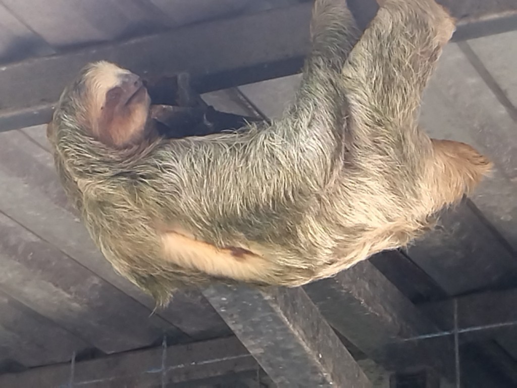 Foto de Guapiles (Limón), Costa Rica