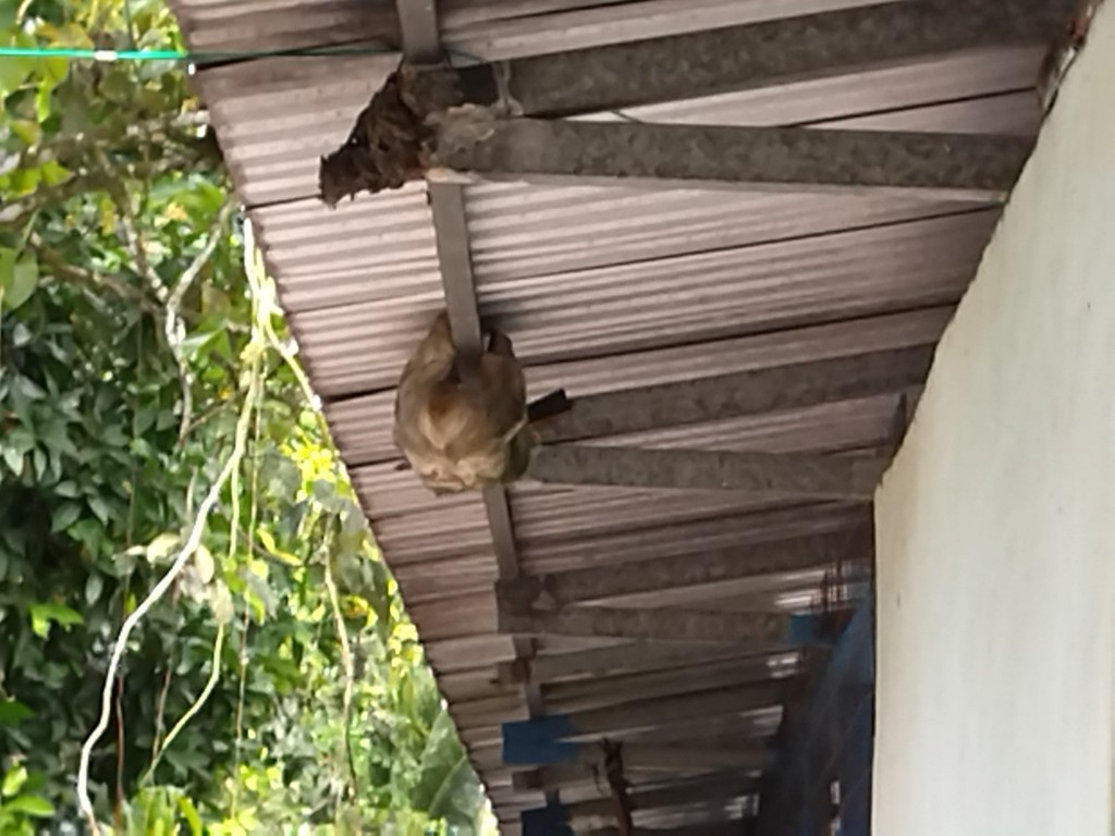 Foto de Guapiles (Limón), Costa Rica