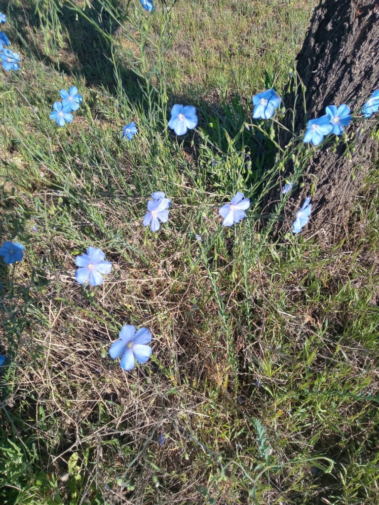 Foto: Primavera 2022 - Calatayud (Zaragoza), España