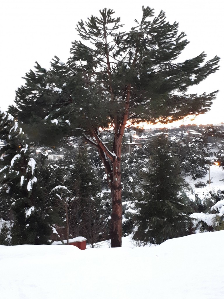 Foto: filomena la gran nevada - Ciudalcampo (Madrid), España