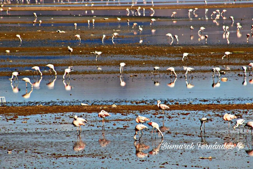 Foto: Flamencos en Lago Uru Uru - Ciudad de Oruro (Oruro), Bolivia