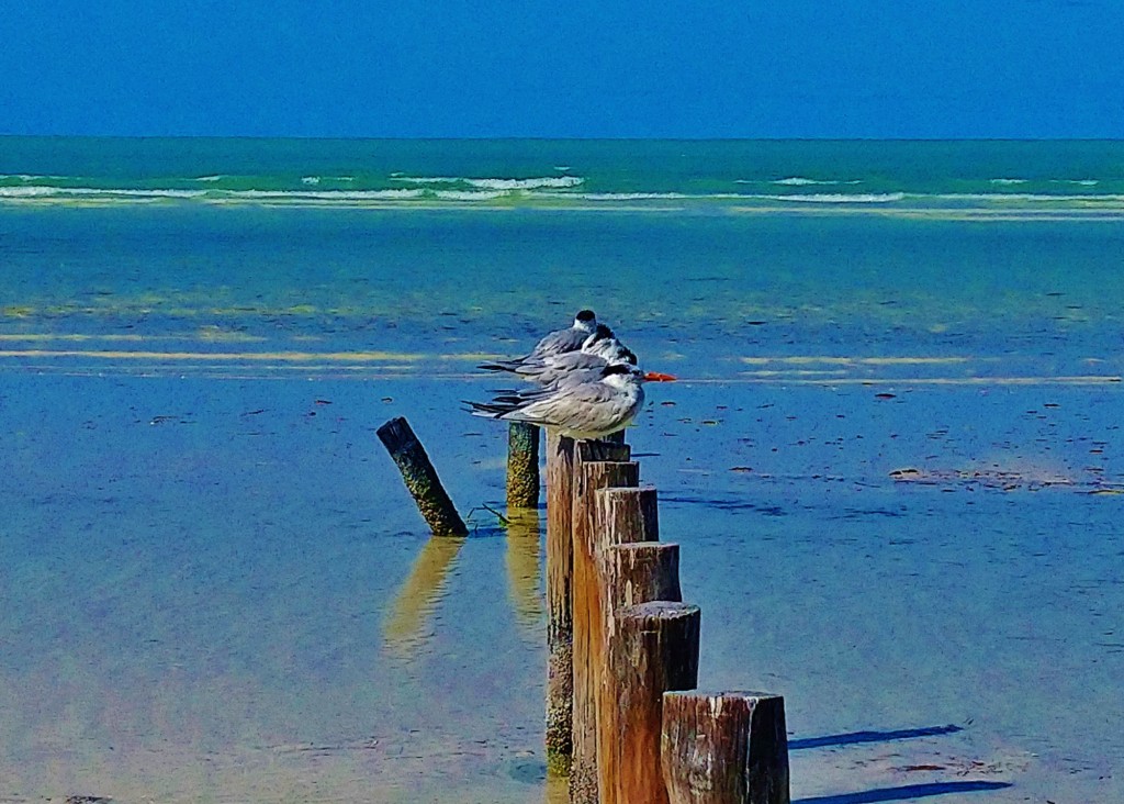 Foto: Playa Holbox - Holbox (Quintana Roo), México