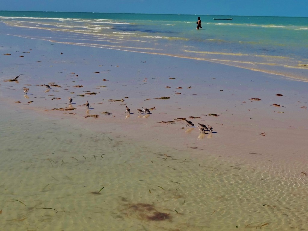 Foto: Playa Holbox - Holbox (Quintana Roo), México
