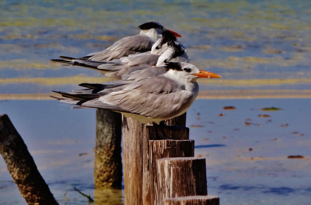 Foto: Playa Holbox - Holbox (Quintana Roo), México