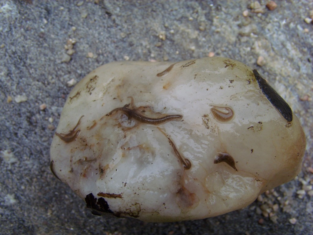 Foto: piedra con sanguijuelas - Río de los Sauces (Córdoba), Argentina