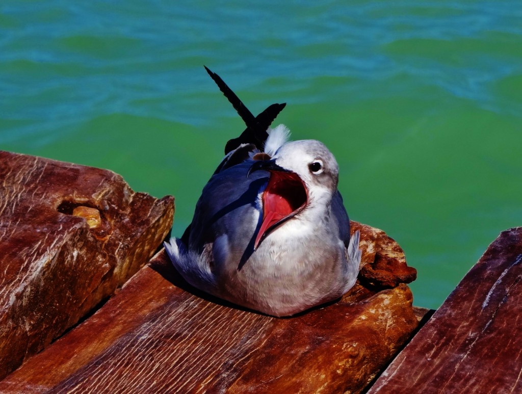 Foto: Playa Holbox - Holbox (Quintana Roo), México