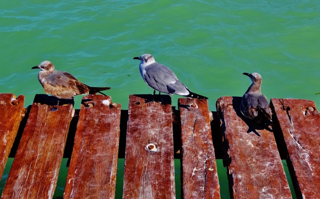 Foto: Playa Holbox - Holbox (Quintana Roo), México