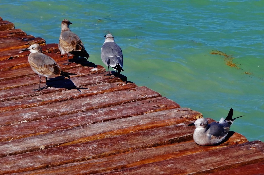 Foto: Playa Holbox - Holbox (Quintana Roo), México