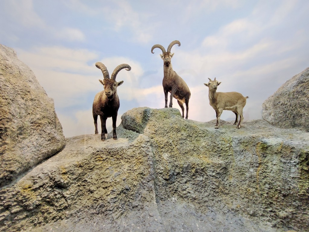 Foto: Diorama en el Palacio Real - Real Sitio de San Ildefonso (Segovia), España