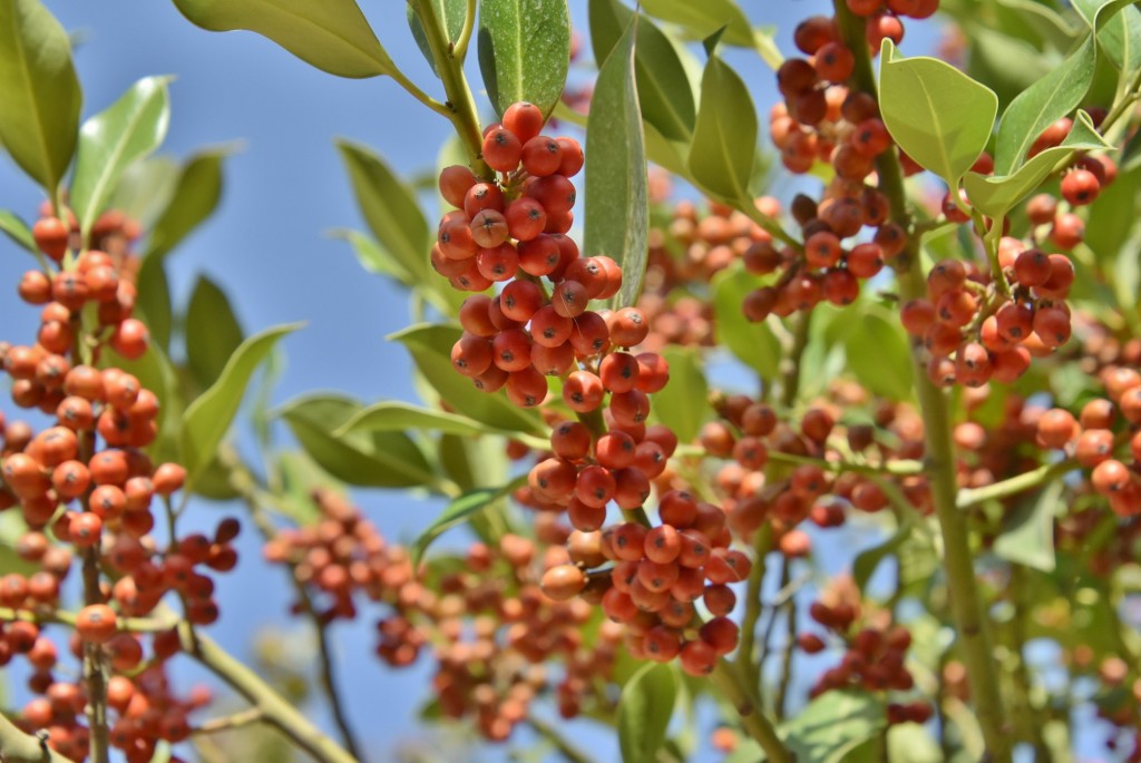 Foto: Flor - Madriguera (Segovia), España