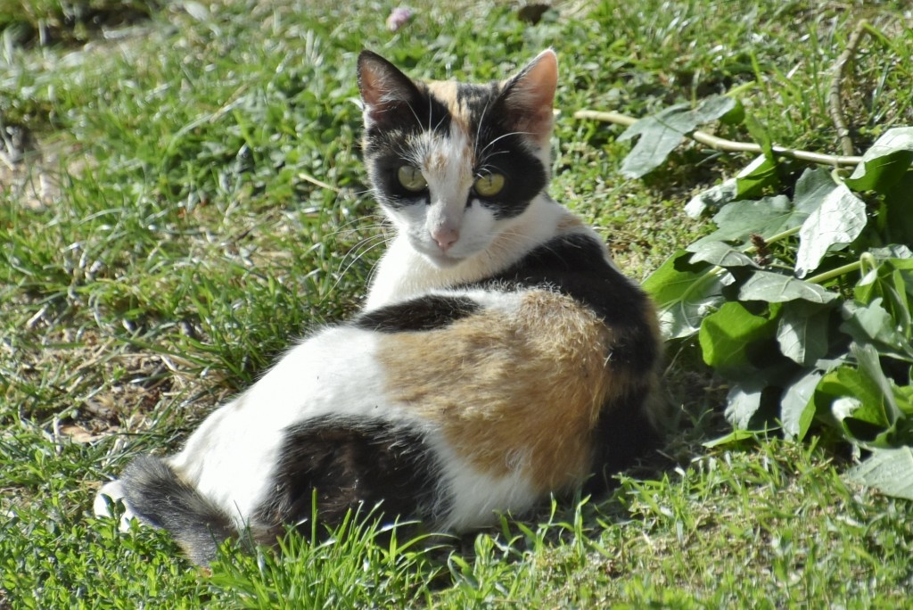 Foto: Gatito - Madriguera (Segovia), España