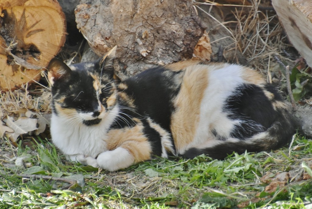 Foto: Gatito - Madriguera (Segovia), España